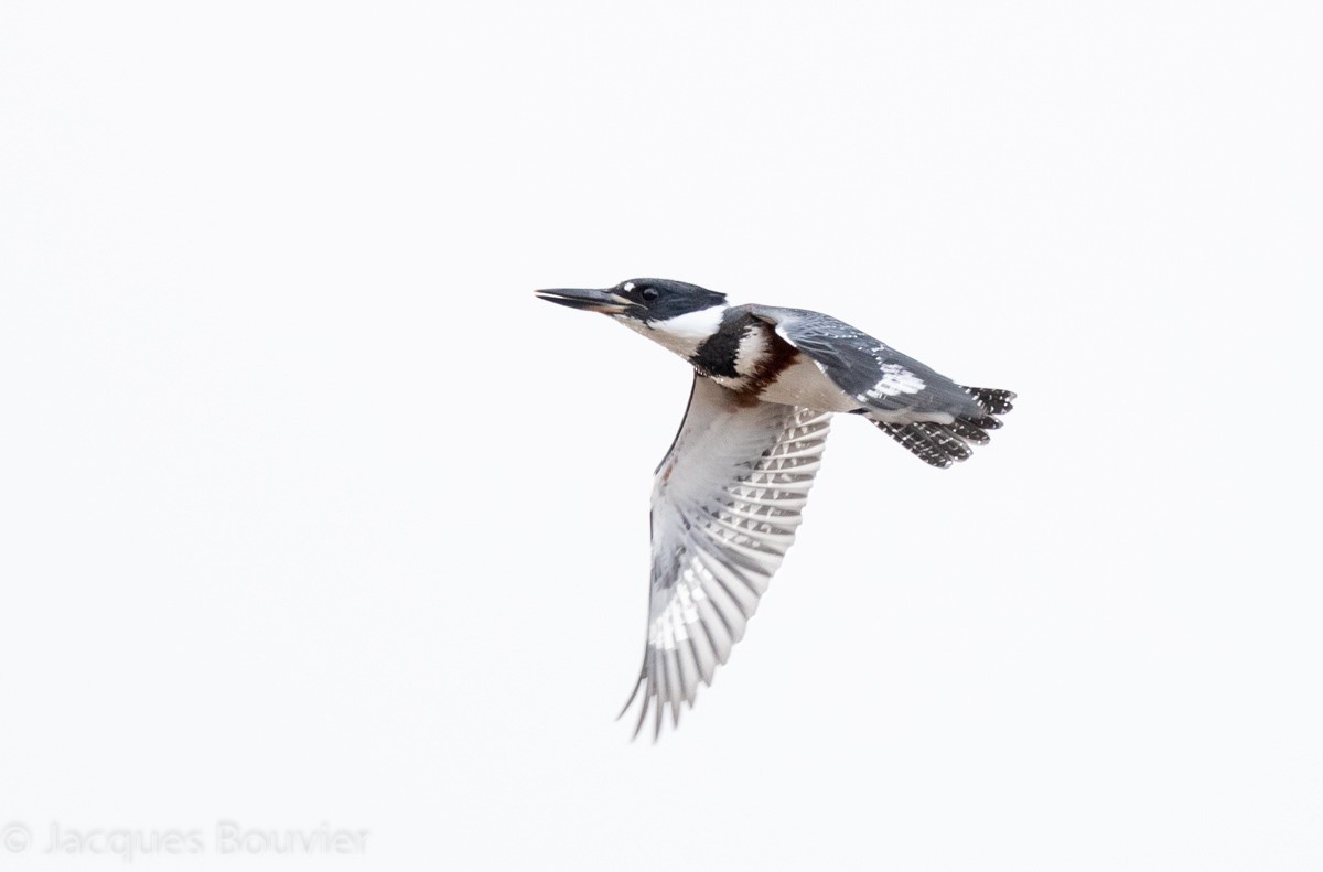 Belted Kingfisher - Jacques Bouvier