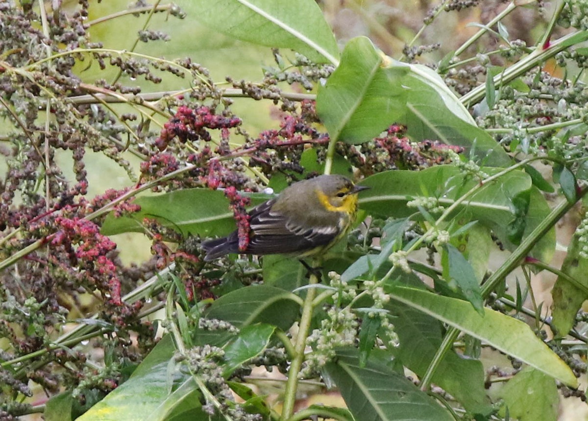 Cape May Warbler - Christopher McPherson
