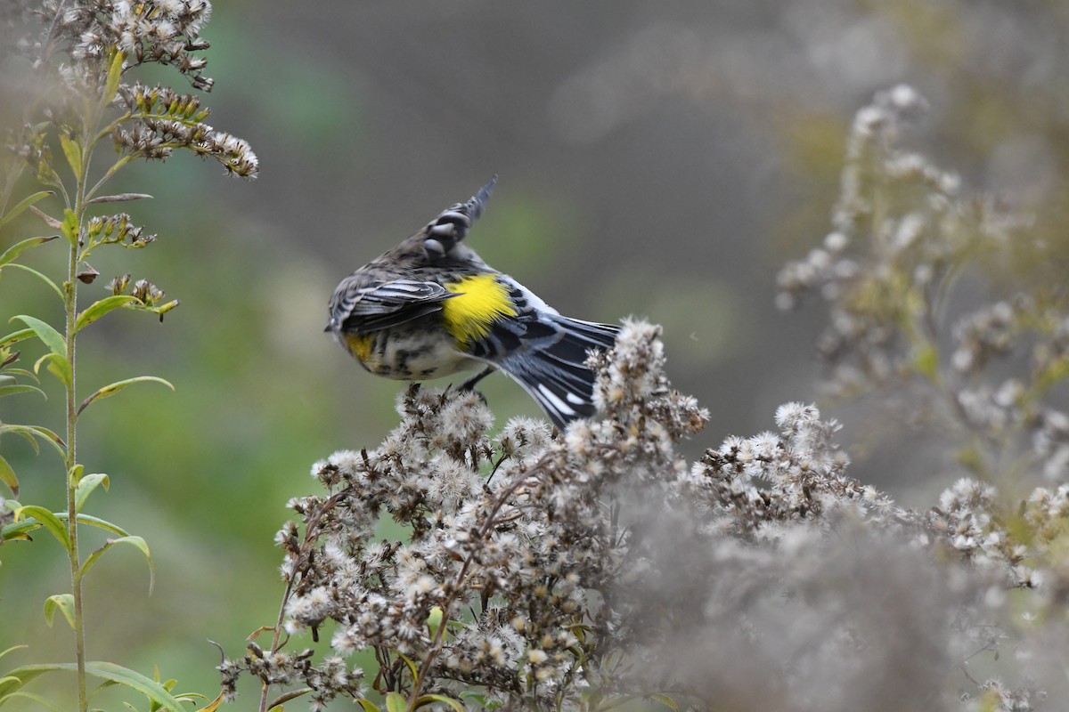 Yellow-rumped Warbler - Guy Lafond