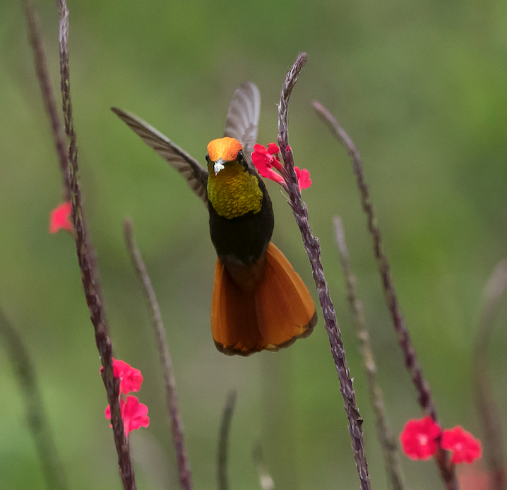 Ruby-topaz Hummingbird - Juan Ochoa