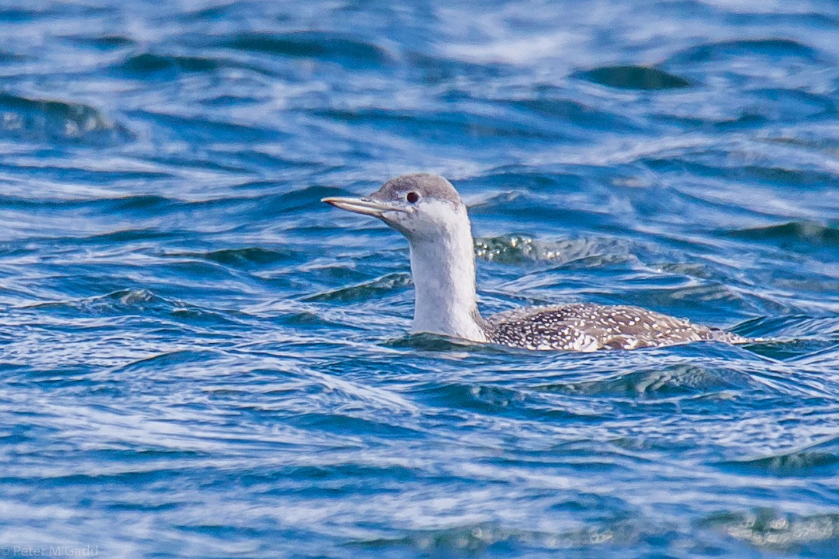 Red-throated Loon - Peter Gadd