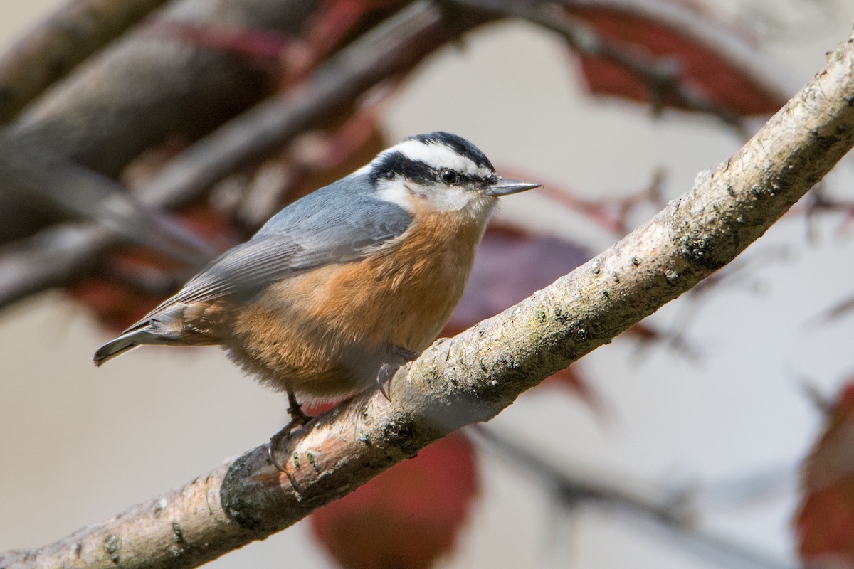 Red-breasted Nuthatch - Sue Barth