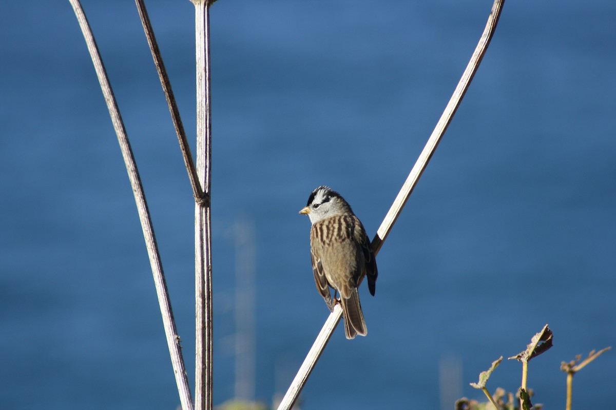 White-crowned Sparrow - Camden Bruner
