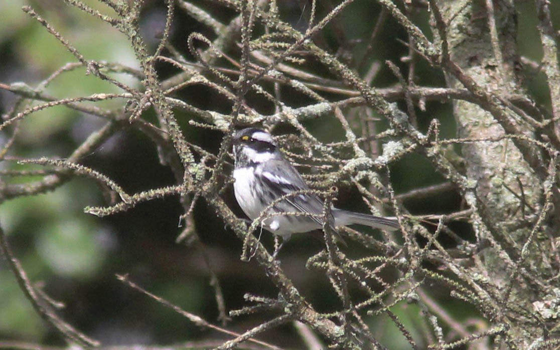 Black-throated Gray Warbler - Tom Smith