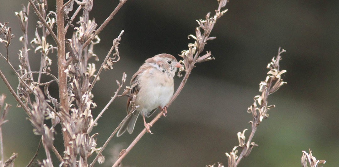 Field Sparrow - Tom Smith