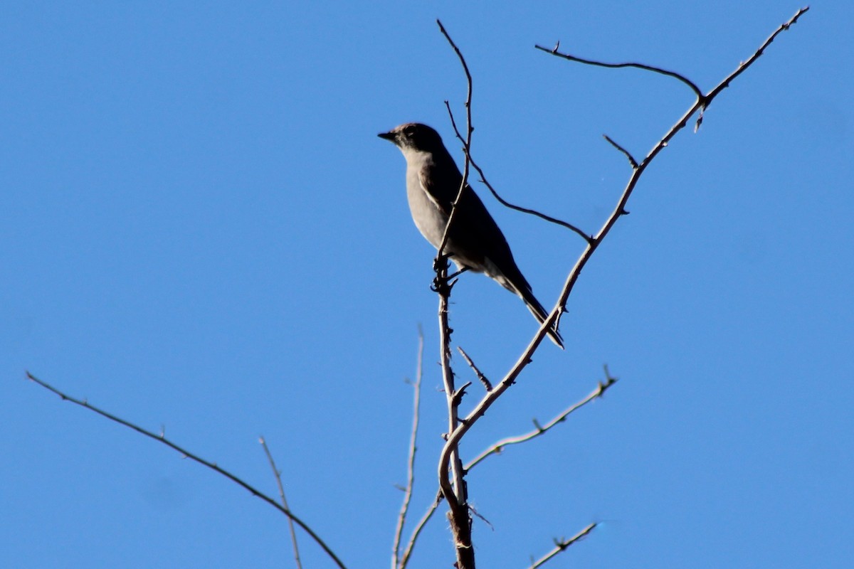 Townsend's Solitaire - ML118724651