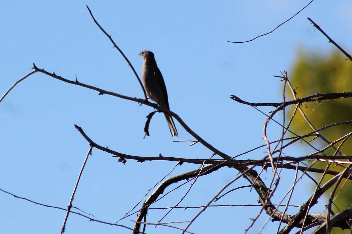 Townsend's Solitaire - ML118724661