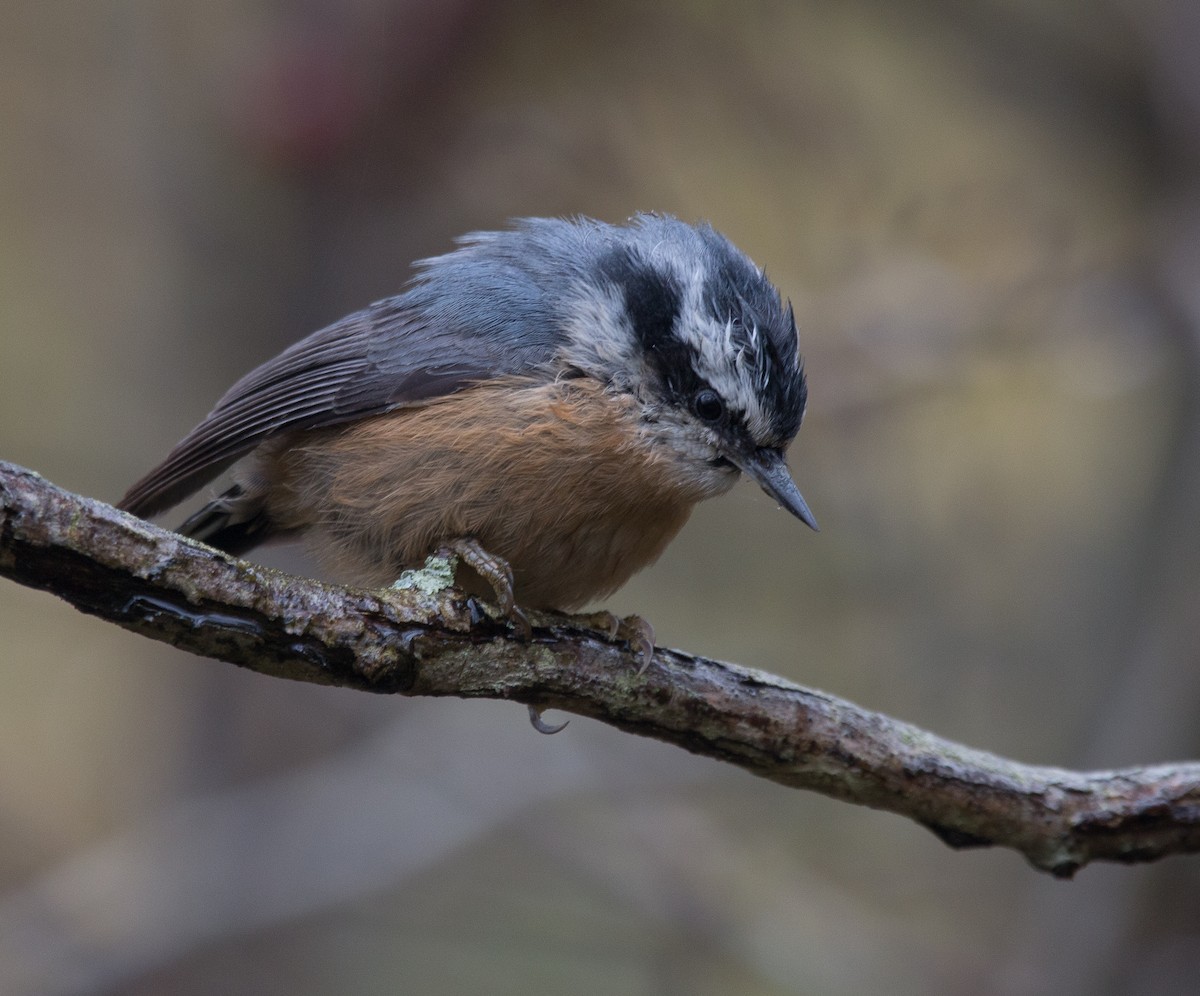 Red-breasted Nuthatch - Joel Strong