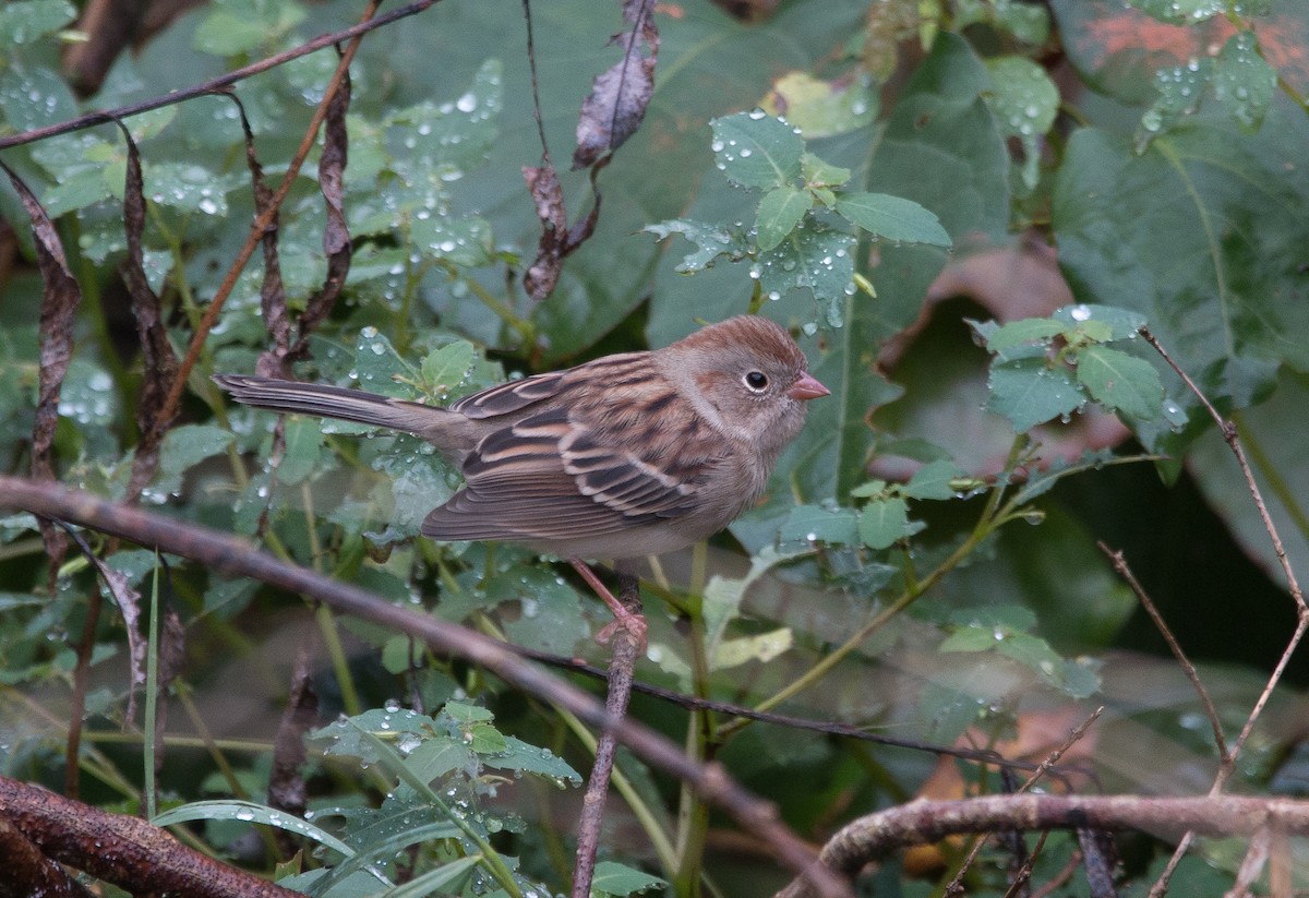 Field Sparrow - ML118724991