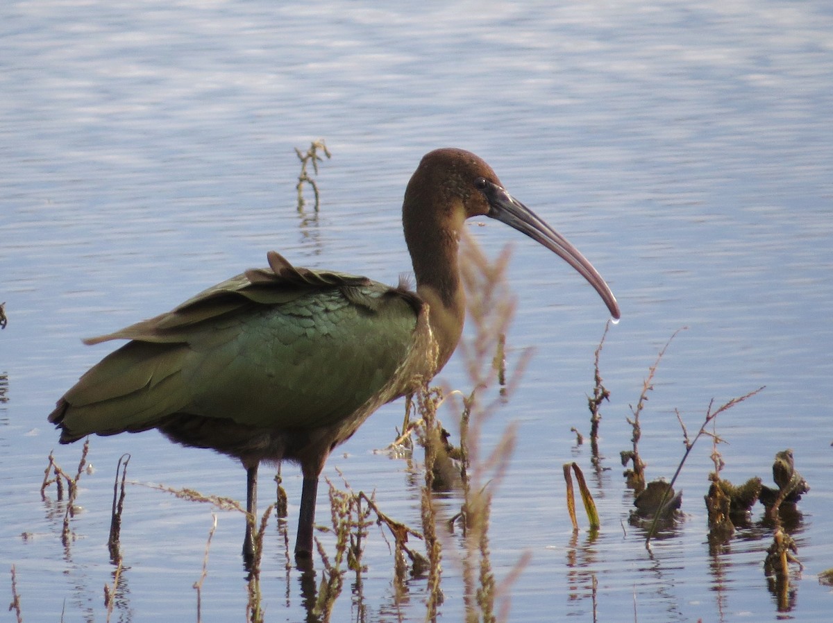 White-faced Ibis - Chris Anderson