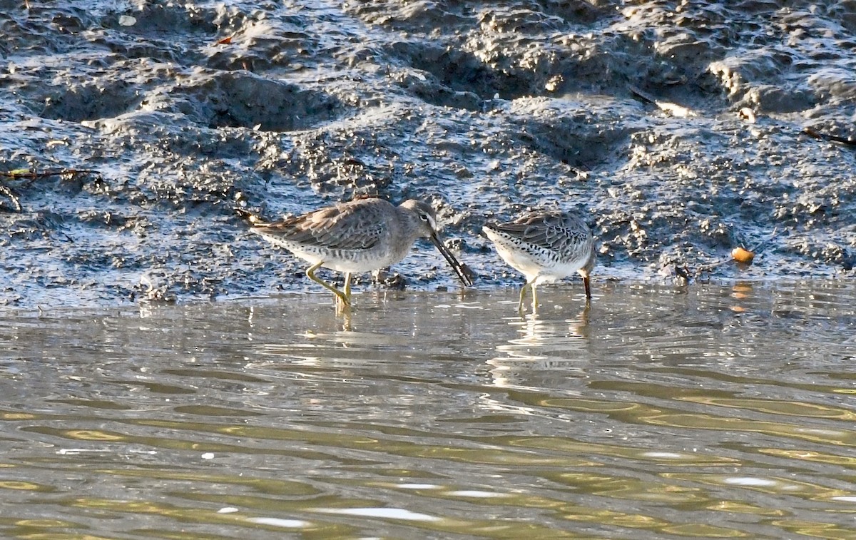 Long-billed Dowitcher - ML118728871