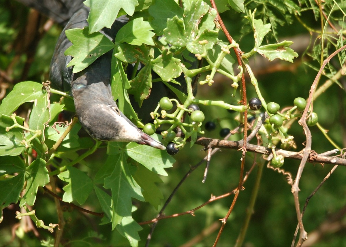 White-crowned Pigeon - ML118730811