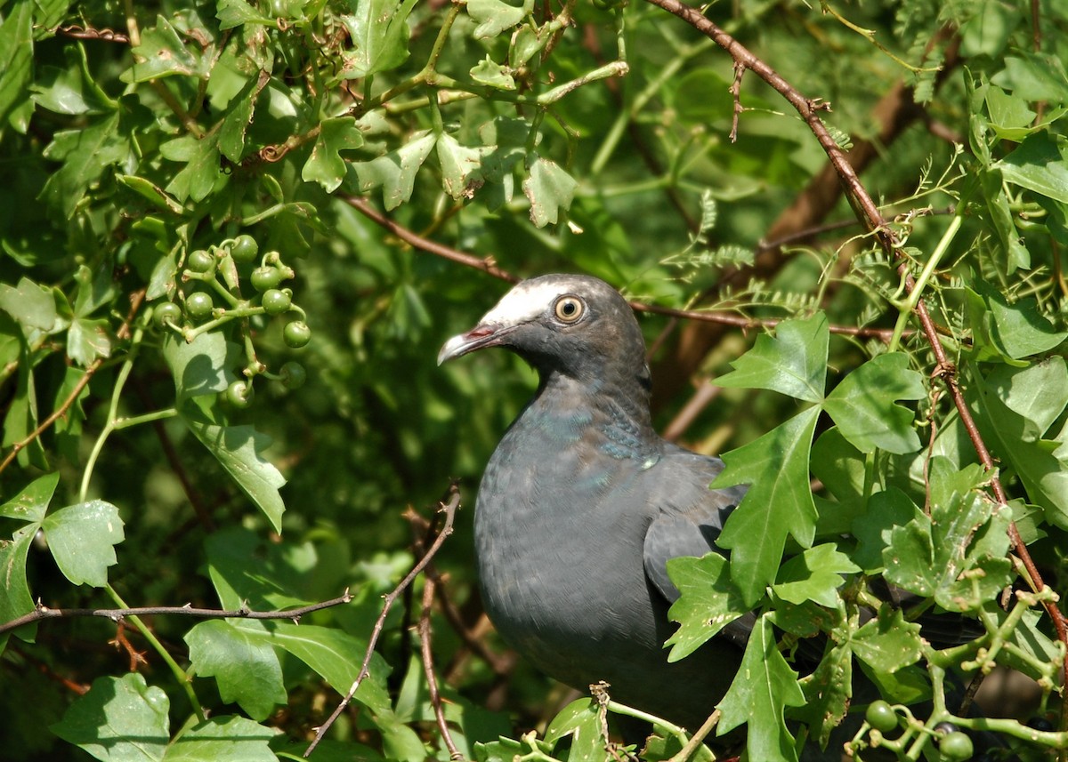 White-crowned Pigeon - ML118730821