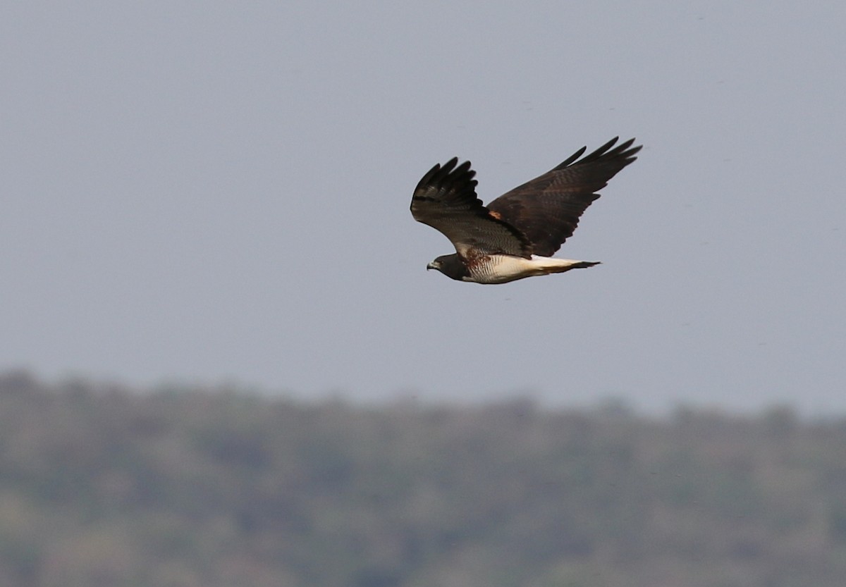 White-tailed Hawk - Matthew Grube