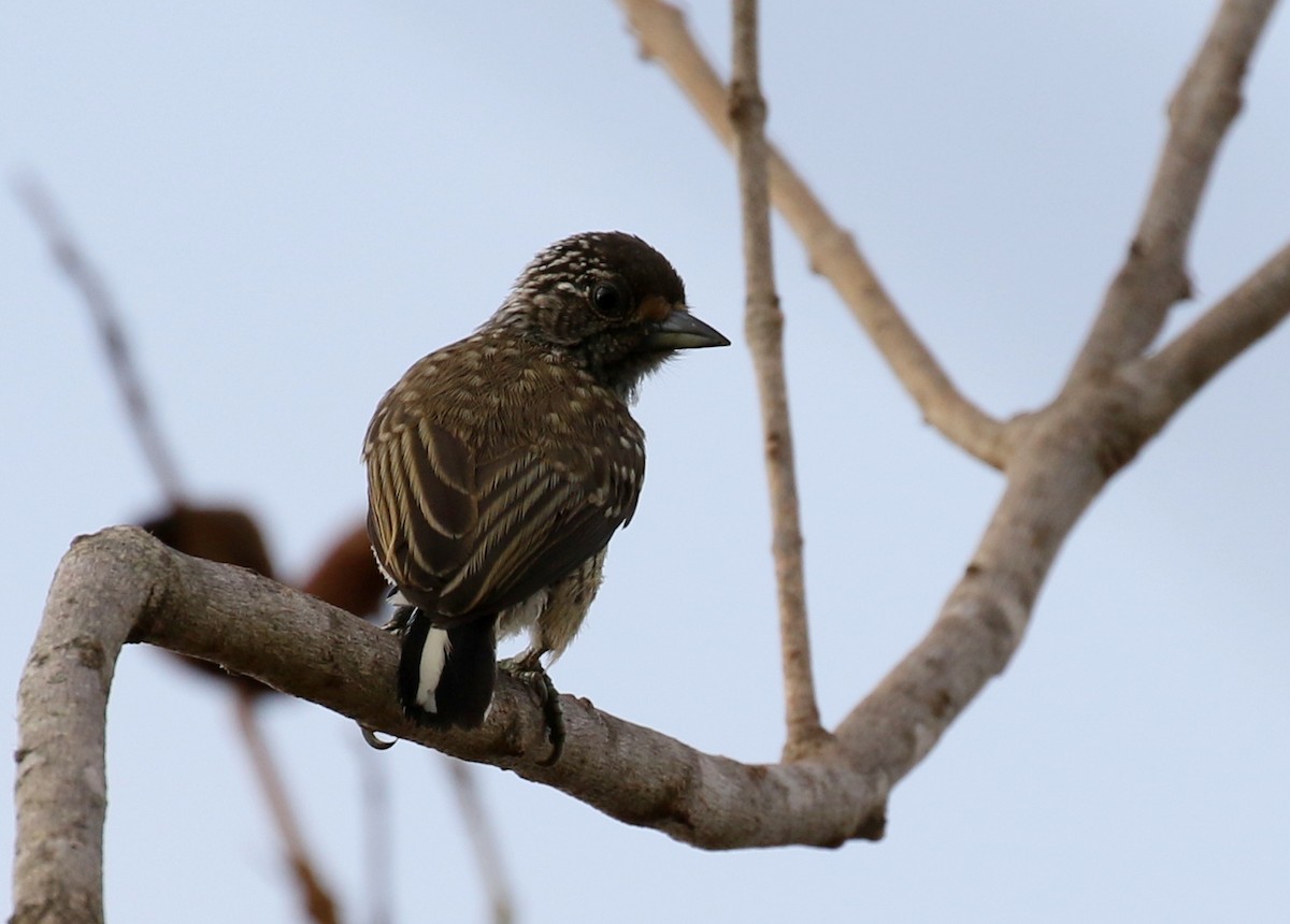 White-wedged Piculet - ML118731861