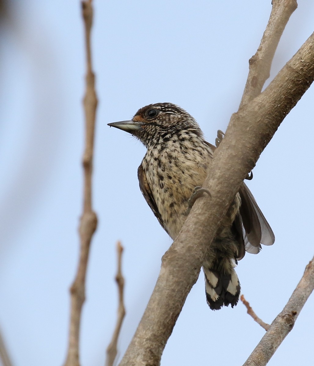 White-wedged Piculet - ML118731881