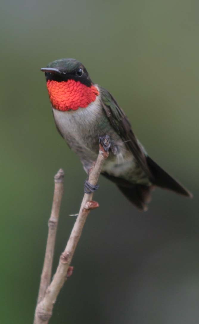 Ruby-throated Hummingbird - Karen McGee