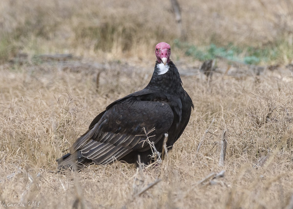 Turkey Vulture - VERONICA ARAYA GARCIA