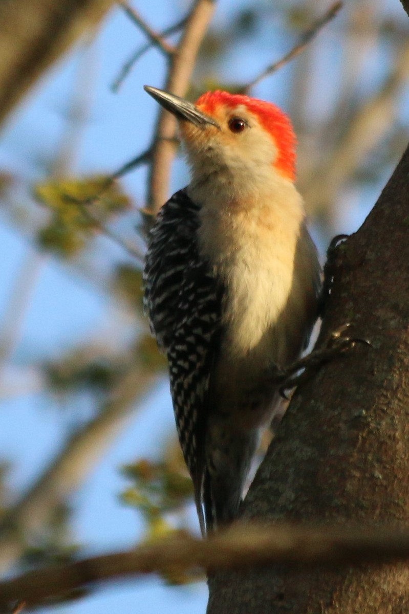 Red-bellied Woodpecker - Karen McGee