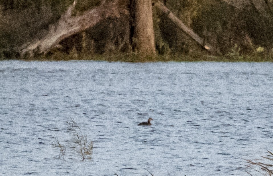 Red-necked Grebe - ML118736601