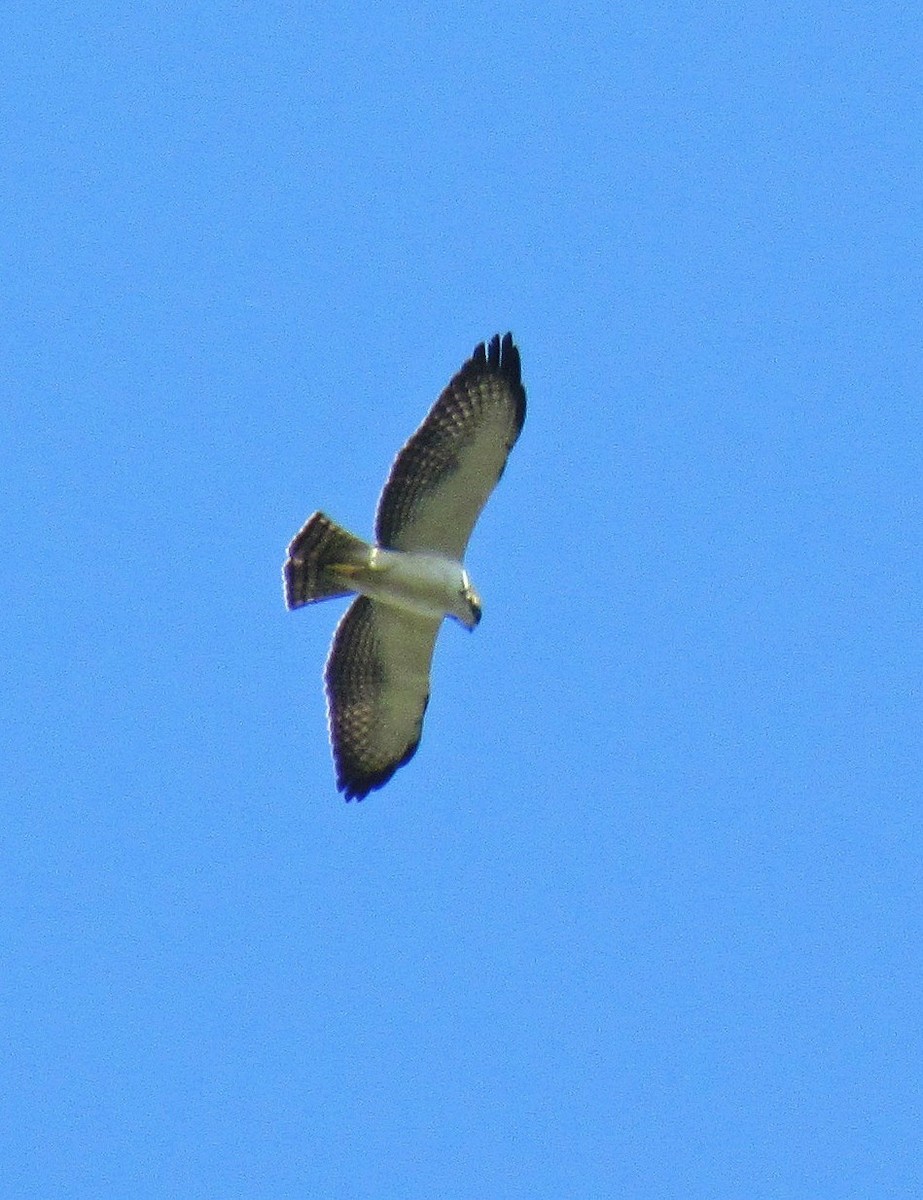 Short-tailed Hawk - Hugo Hulsberg