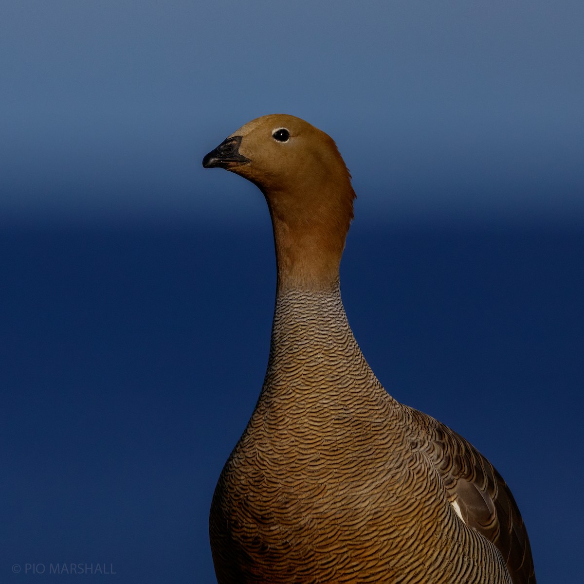 Ruddy-headed Goose - ML118738461