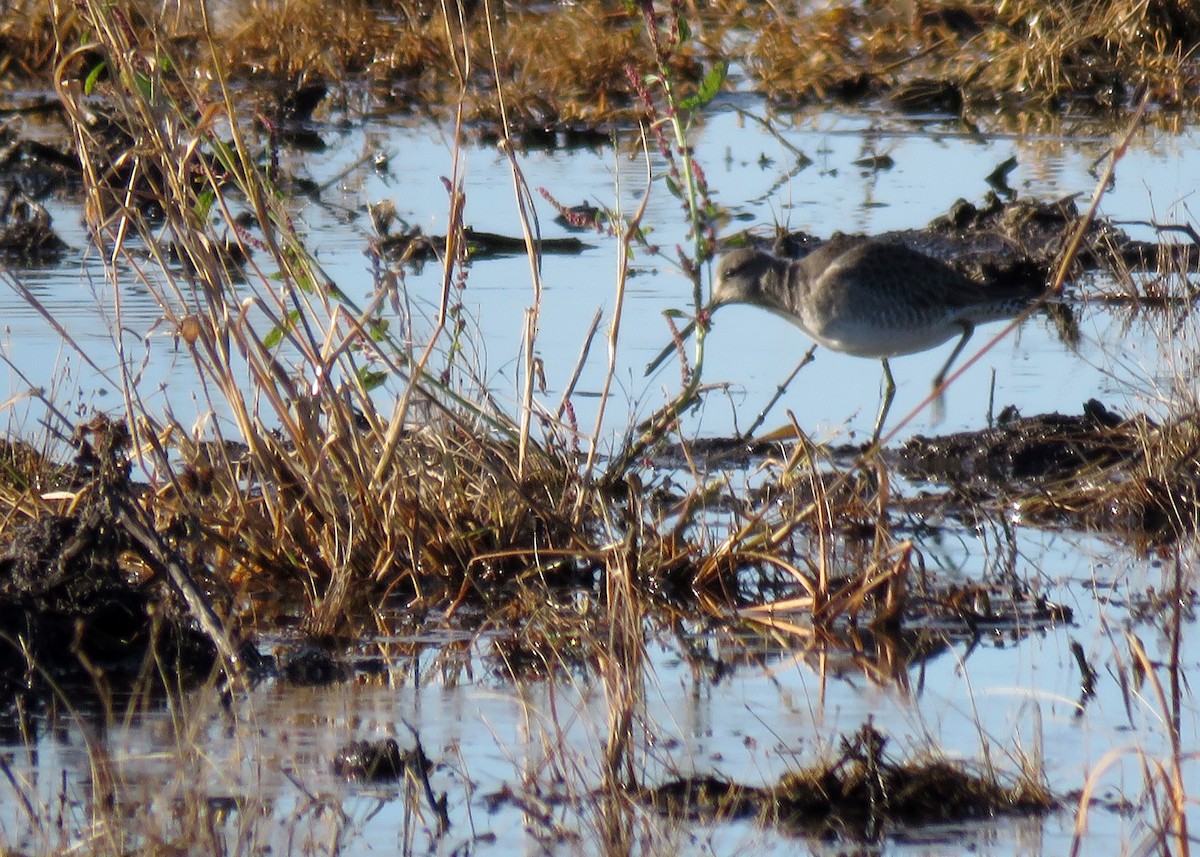 Long-billed Dowitcher - ML118739341