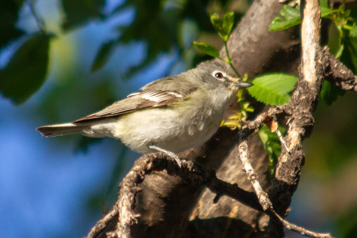 Cassin's Vireo - Will Chatfield-Taylor