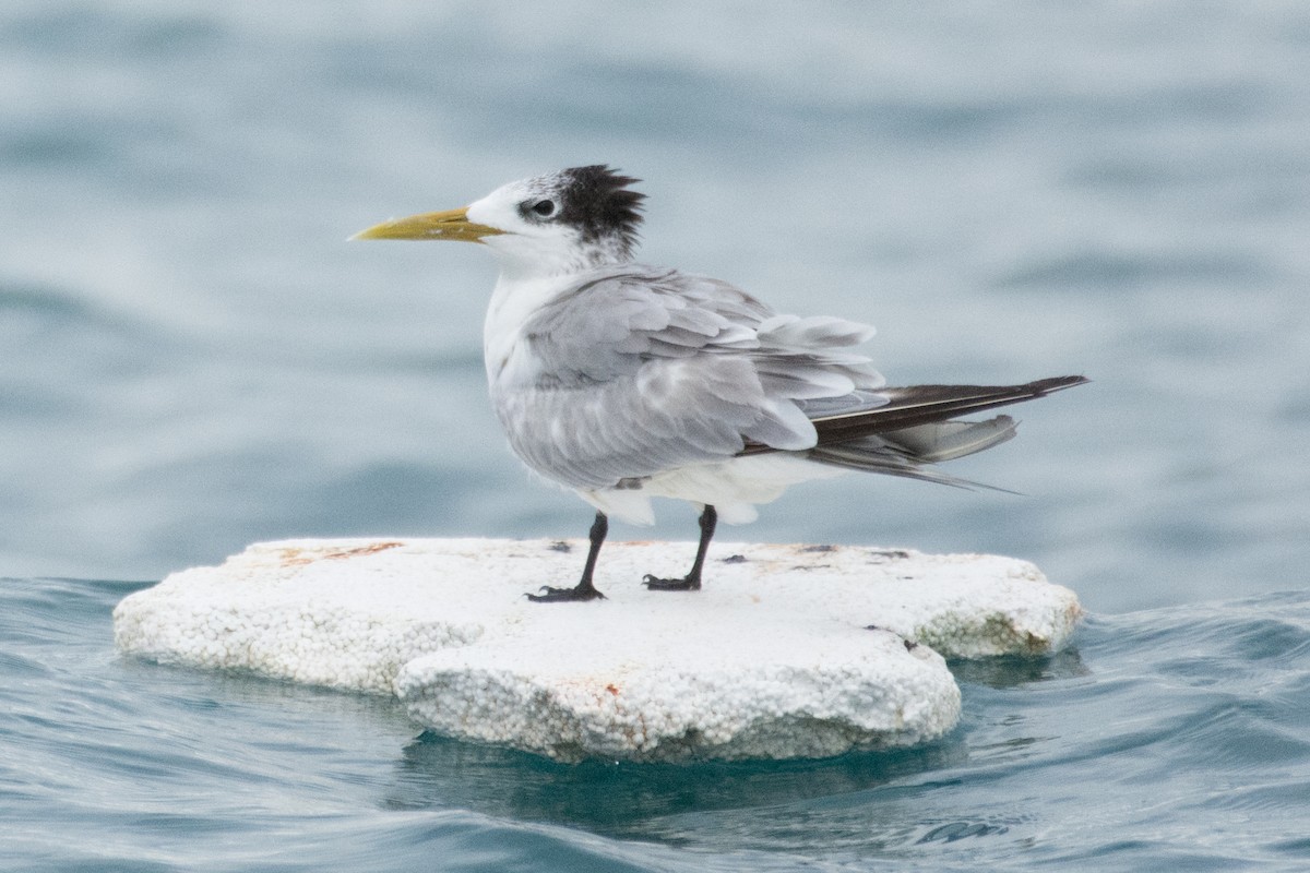 Great Crested Tern - Dillen  Ng