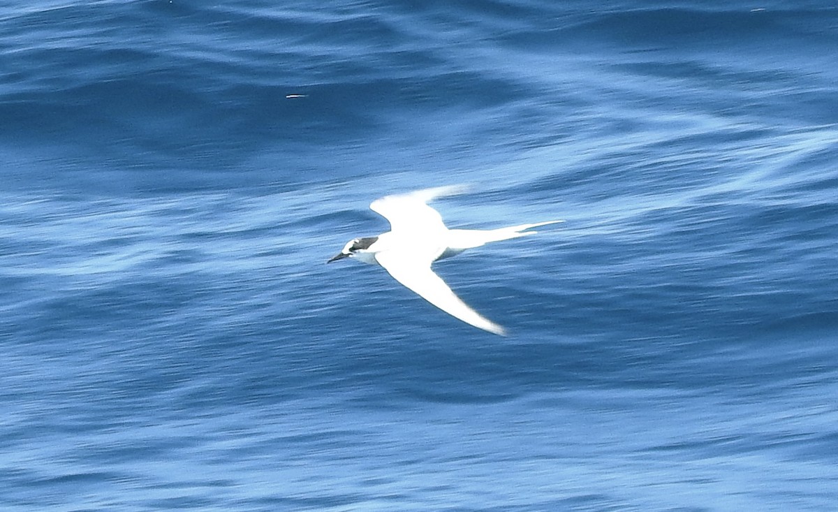 Common Tern - Noam Markus