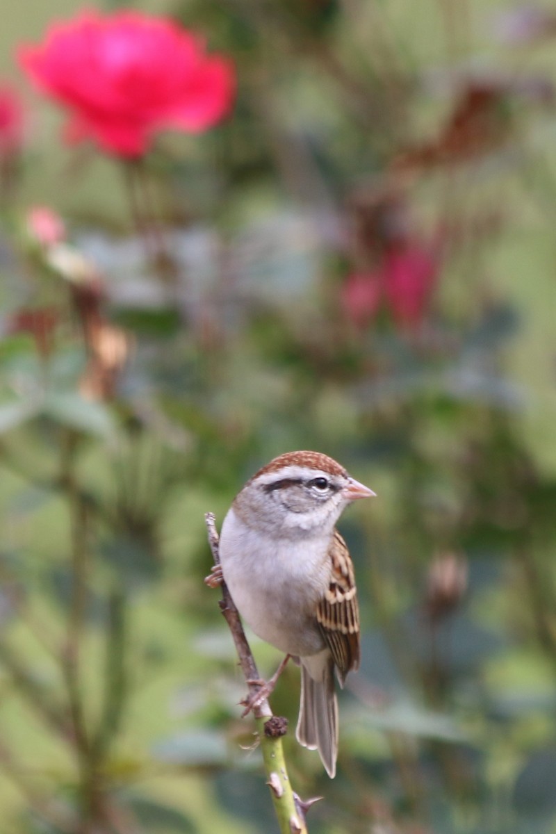 Chipping Sparrow - Karen McGee
