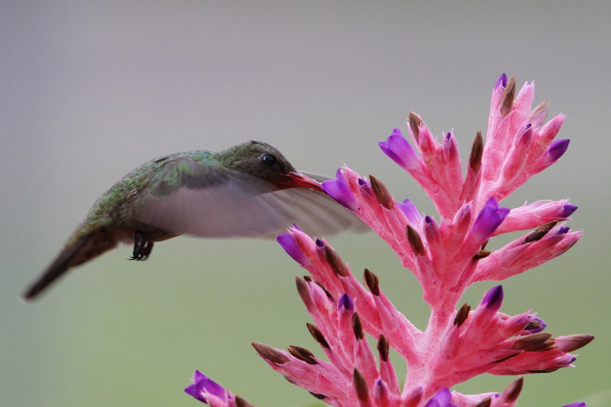 Gilded Hummingbird - ML118749011