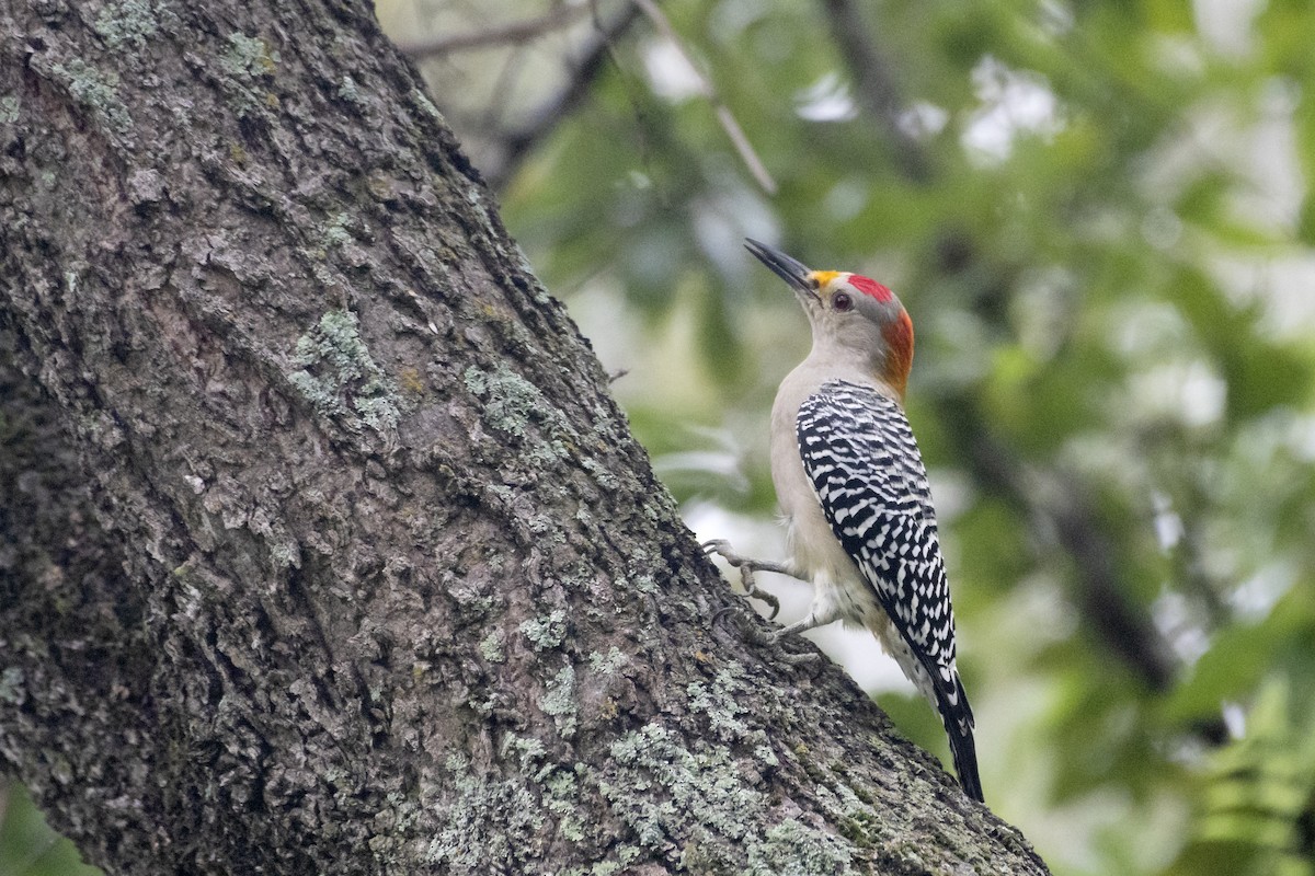 Golden-fronted Woodpecker - Bryan Calk