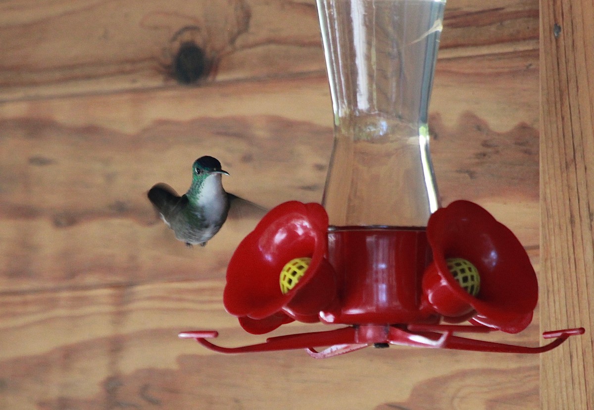 Azure-crowned Hummingbird - ML118753061