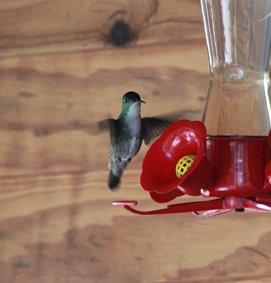 Azure-crowned Hummingbird - ML118753081