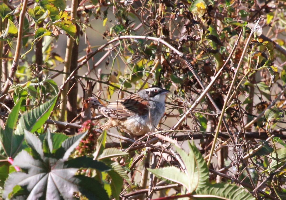 Stripe-headed Sparrow - Sandy Vorpahl