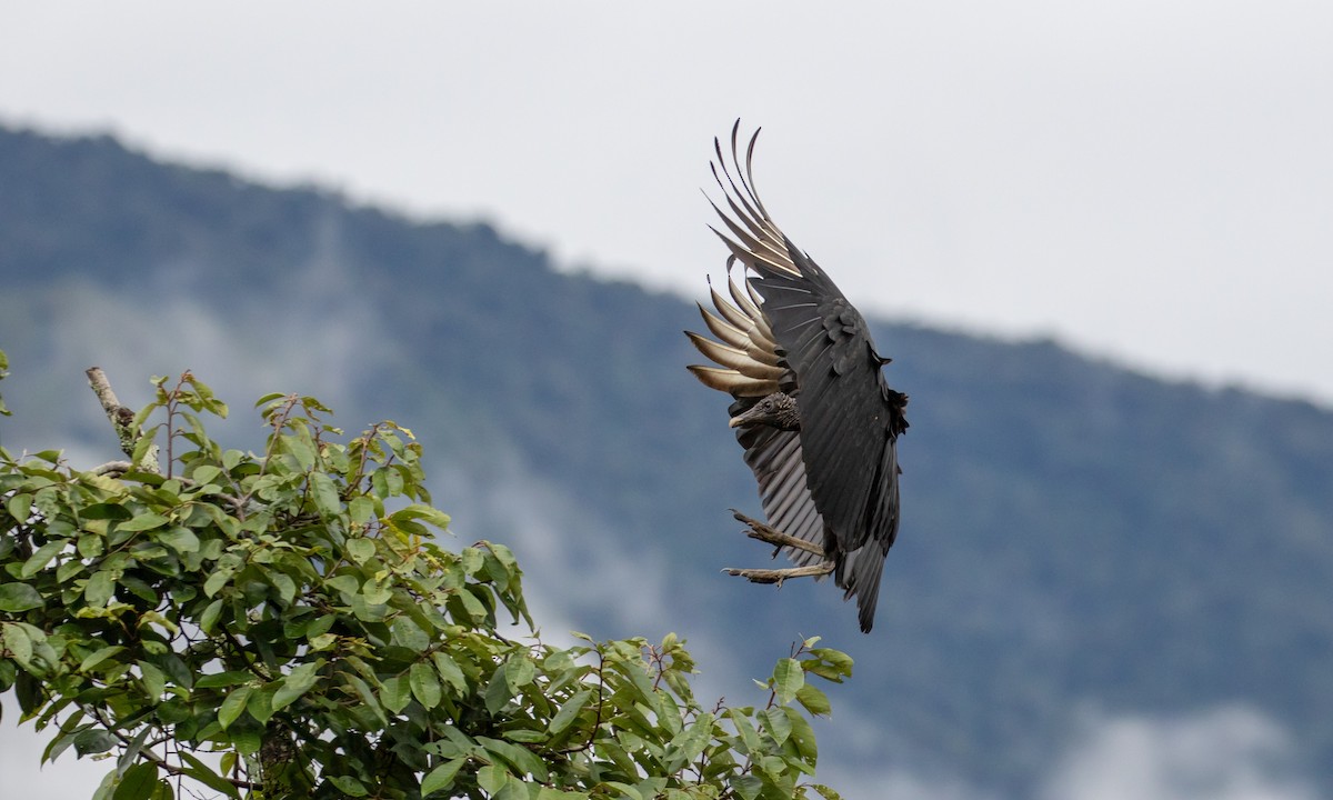 Black Vulture - Drew Weber