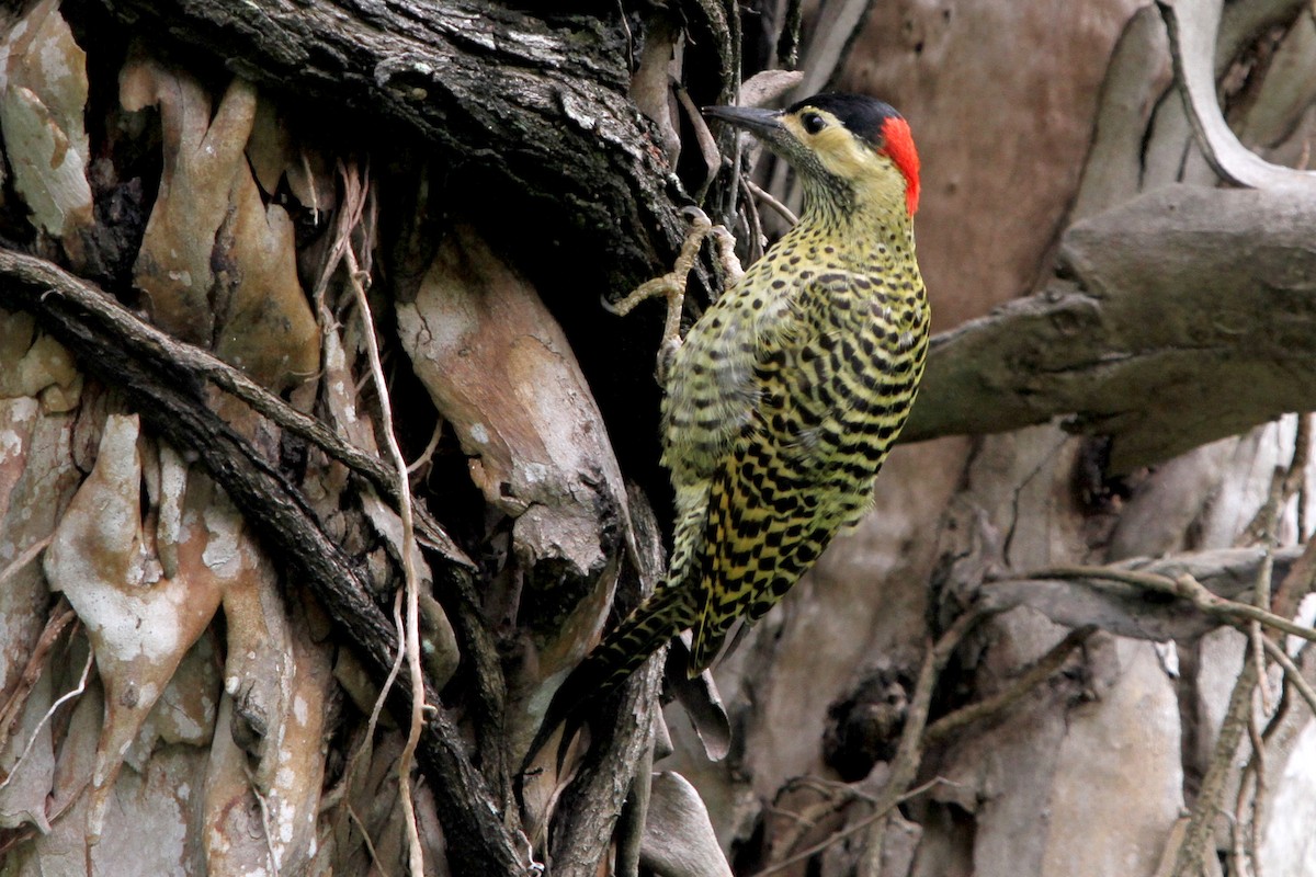 Green-barred Woodpecker - Pedro Ayres