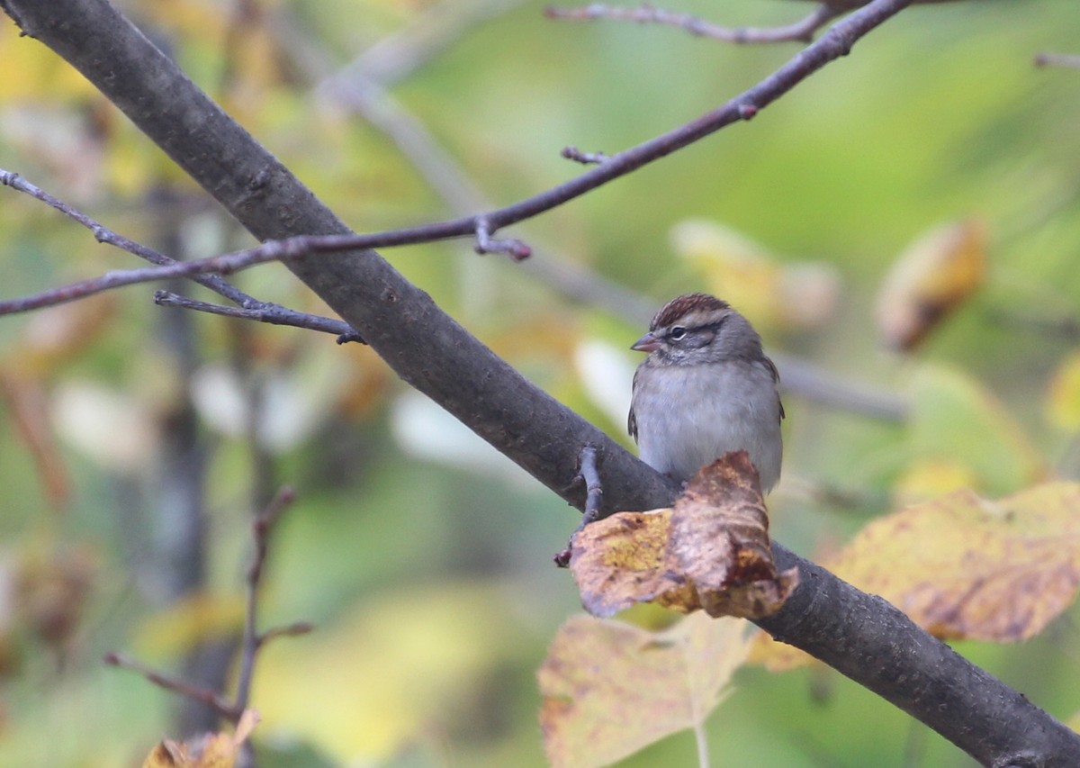 Chipping Sparrow - ML118758421
