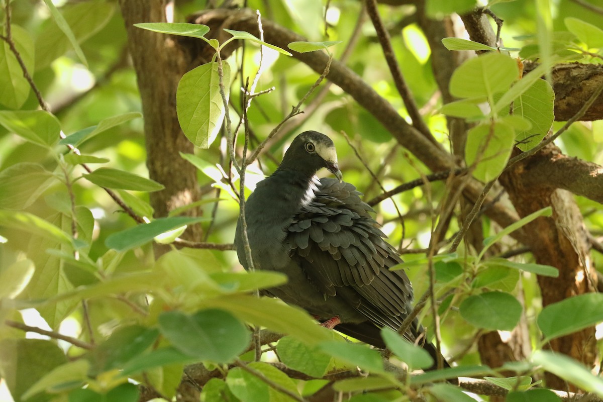 White-crowned Pigeon - ML118758971