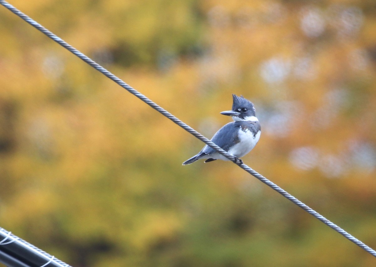 Belted Kingfisher - ML118758981