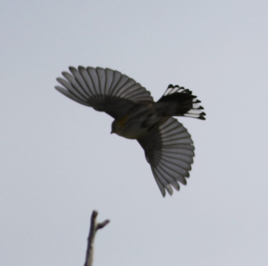Yellow-rumped Warbler (Audubon's) - ML118764571
