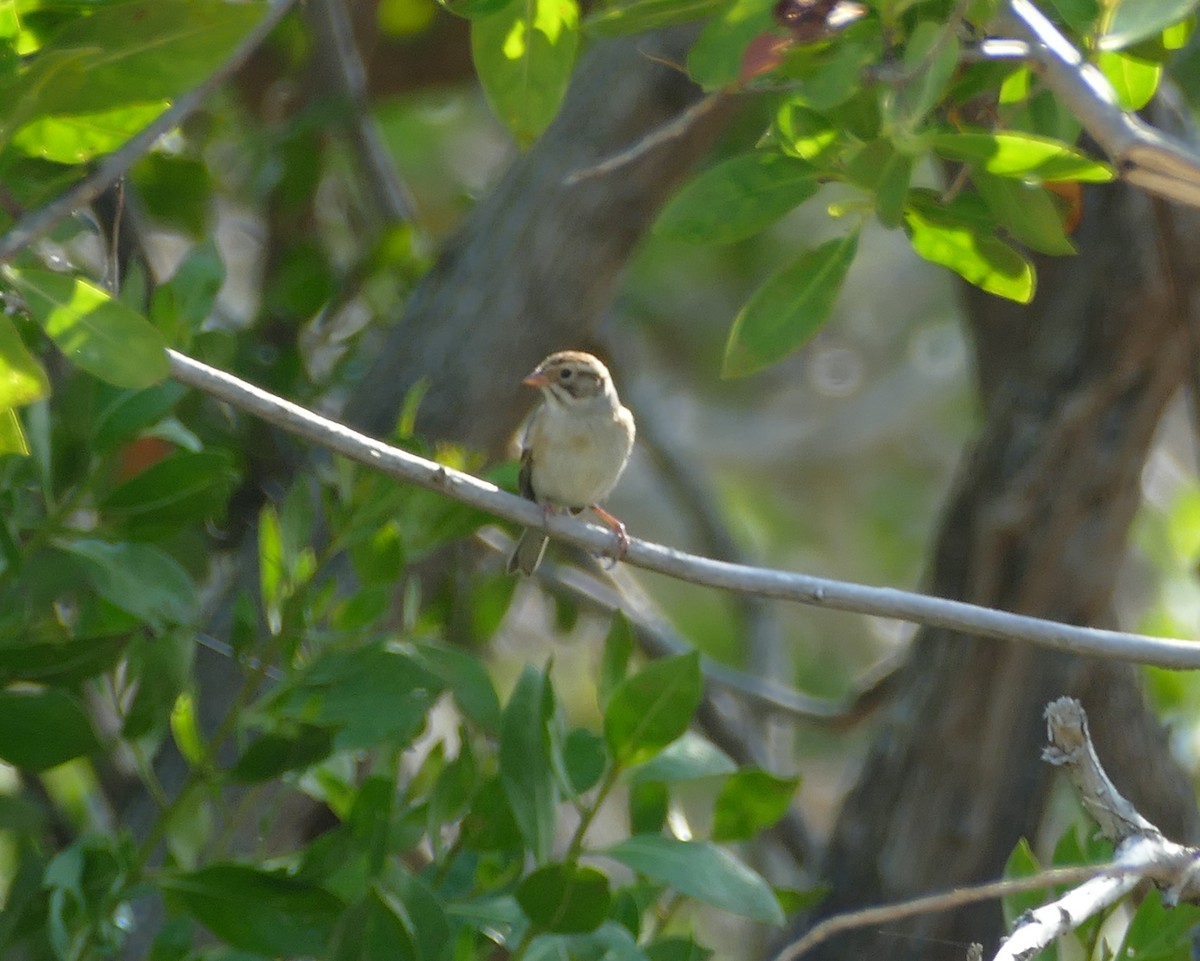 Clay-colored Sparrow - ML118765221