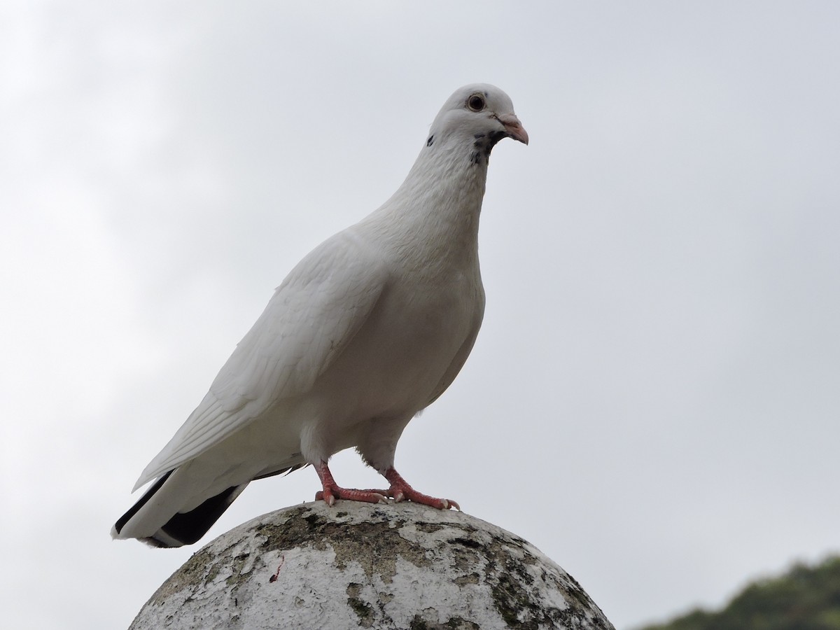 Rock Pigeon (Feral Pigeon) - ML118765441