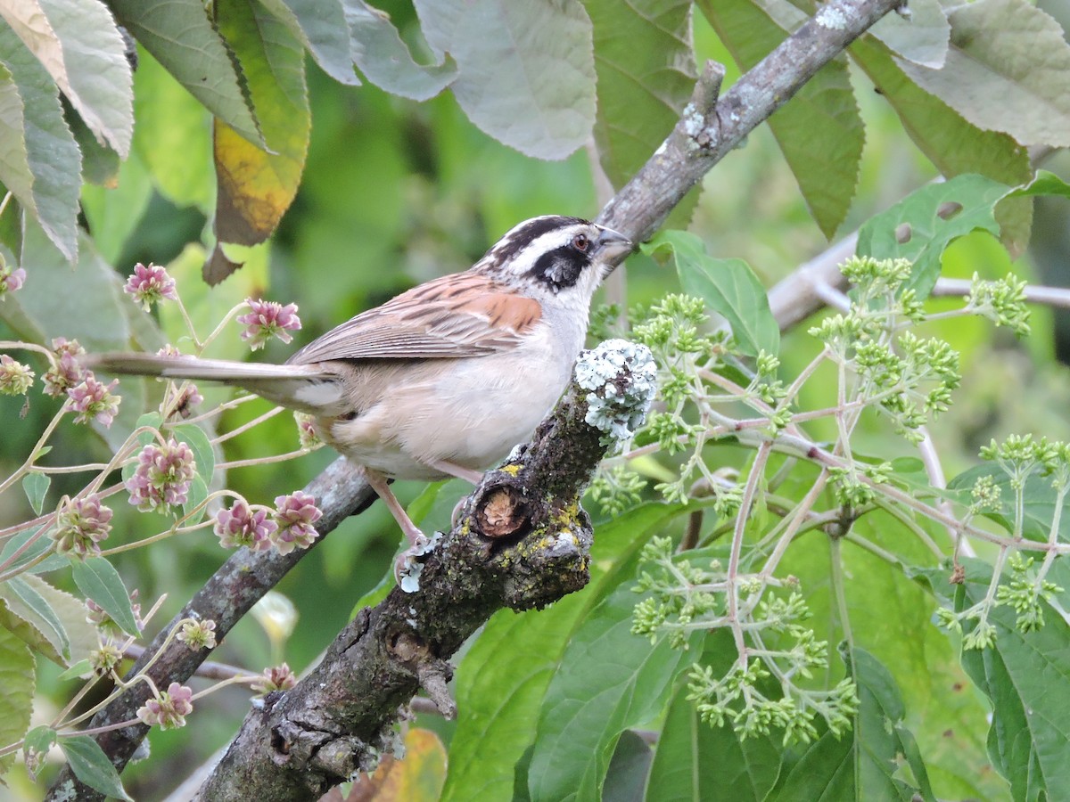 Stripe-headed Sparrow - ML118766271