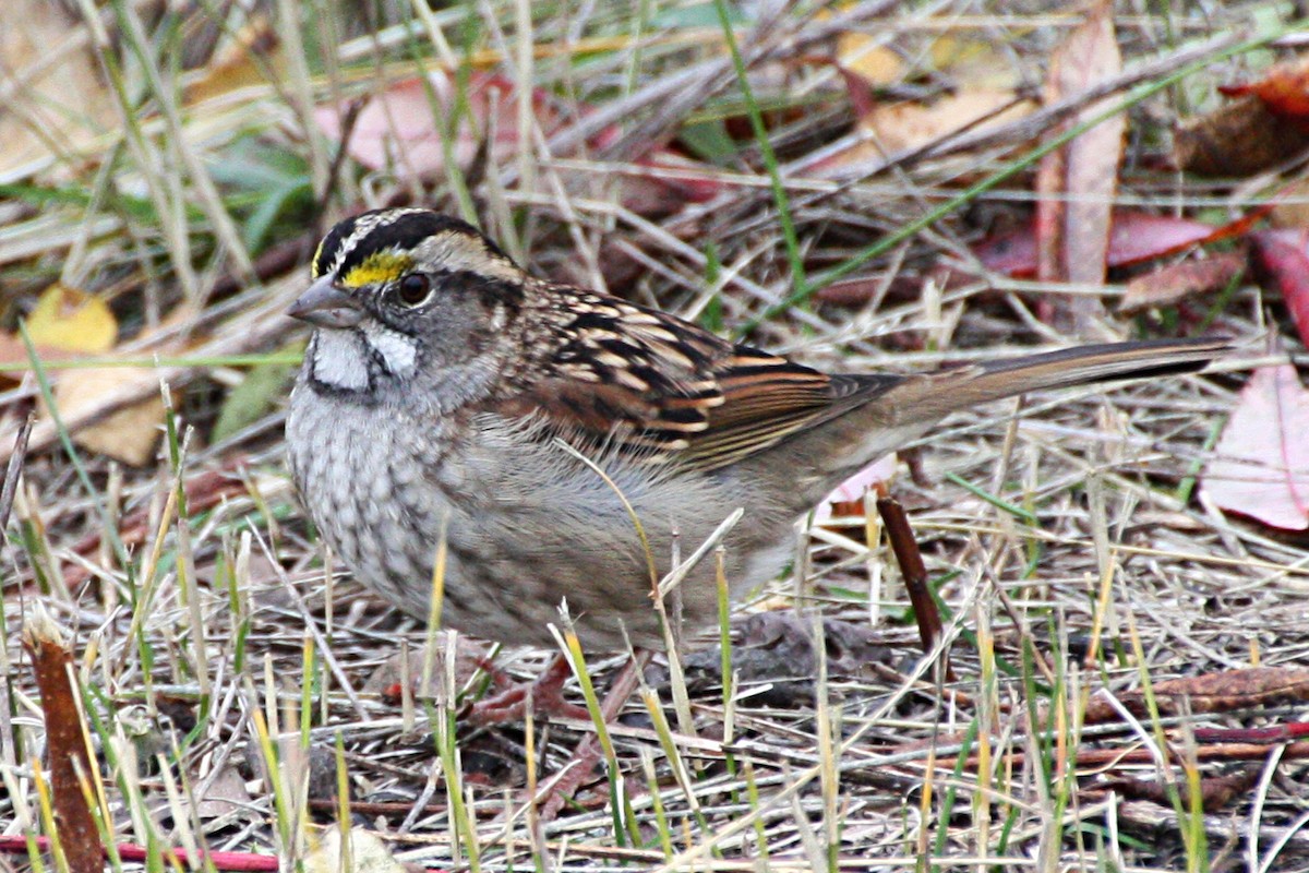 White-throated Sparrow - ML118771251