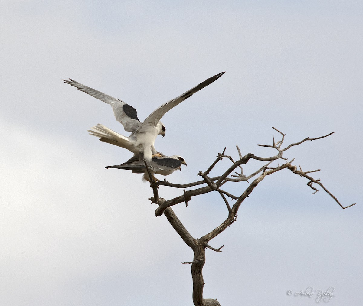 White-tailed Kite - Arlene Ripley