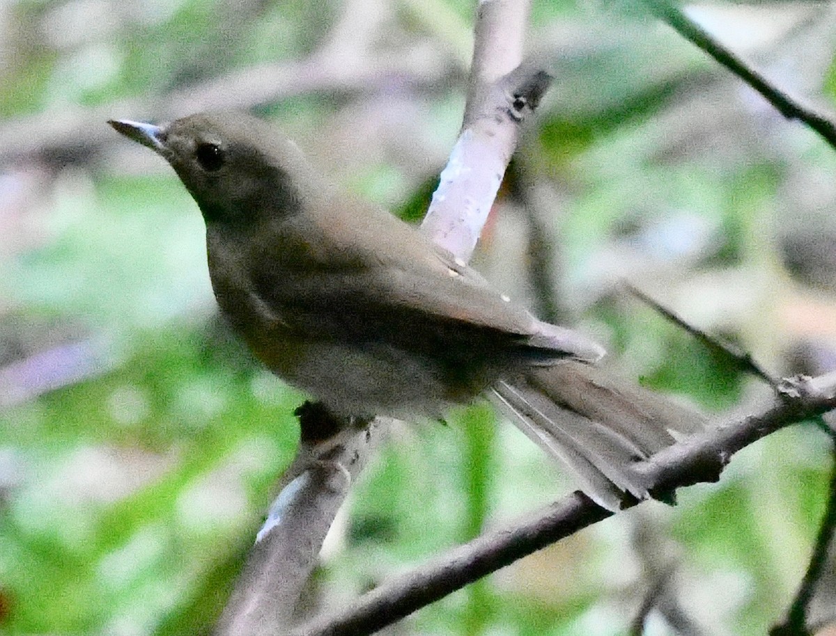 Brown-chested Jungle Flycatcher - marcel finlay