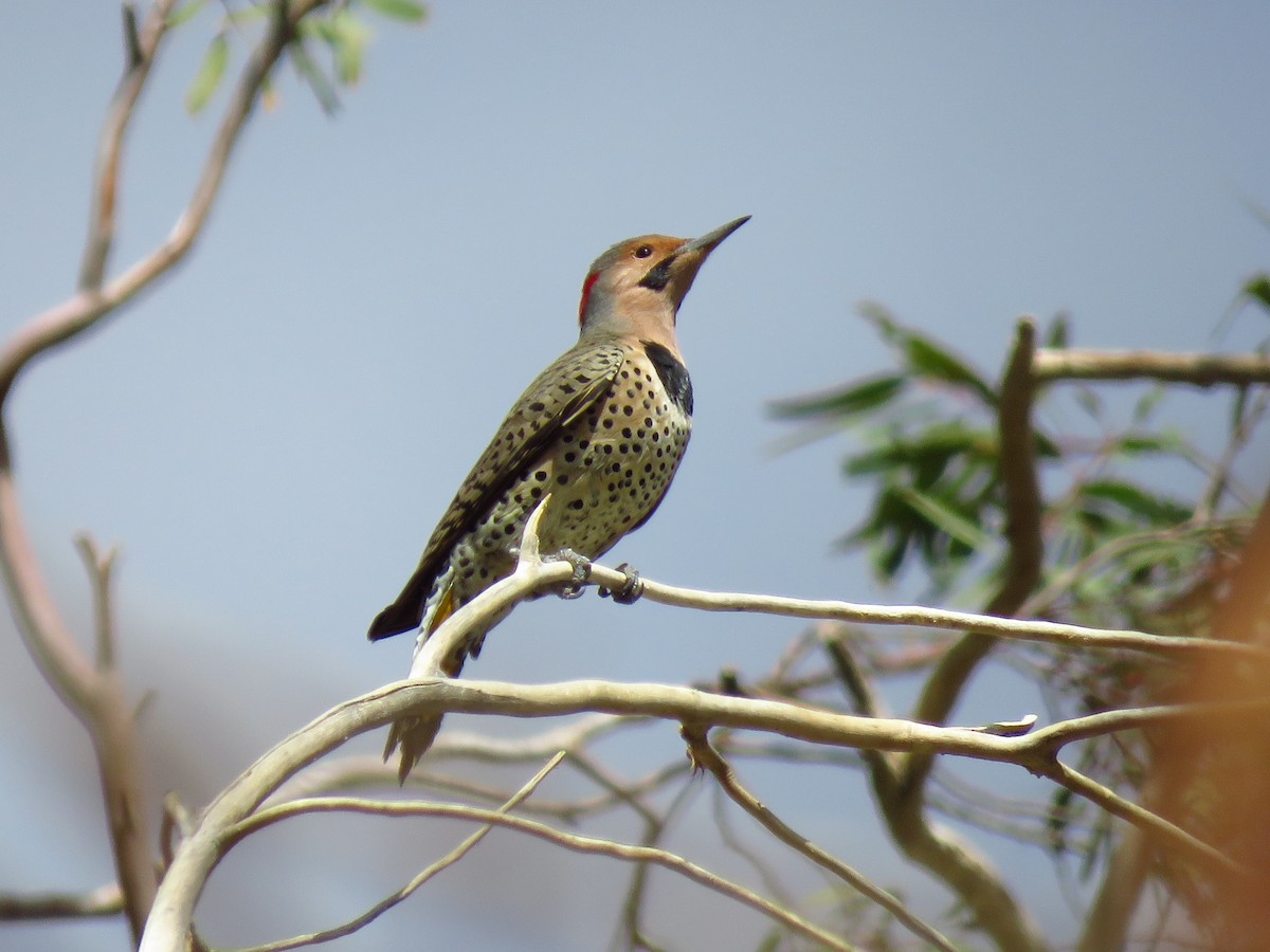 Northern Flicker (Yellow-shafted) - Micah Riegner