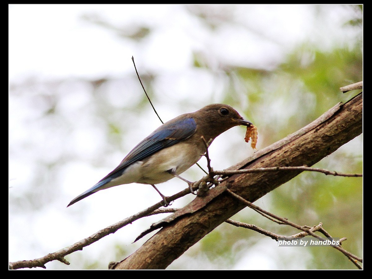 Blue-and-white Flycatcher - ML118773431